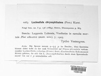 Lachnellula chrysophthalma image